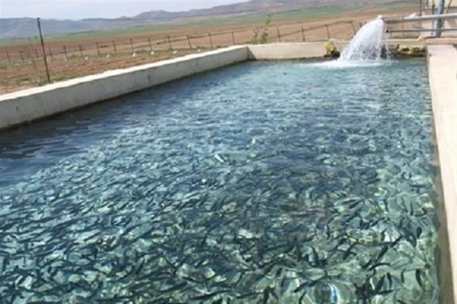 شگفتی‌سازی فناوری «نانوحباب» در مزارع پرورش ماهی سالمون